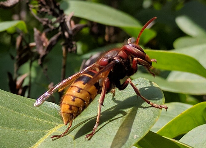 Hornets - Wiltshire Pest Services