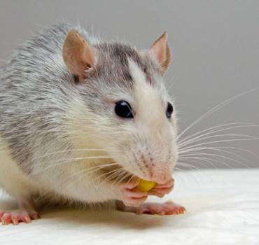 Rat Removal in Melksham: Expert Pest Control Services