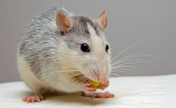 Rat Removal in Melksham: Expert Pest Control Services