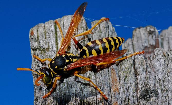 Wasp Control Wiltshire