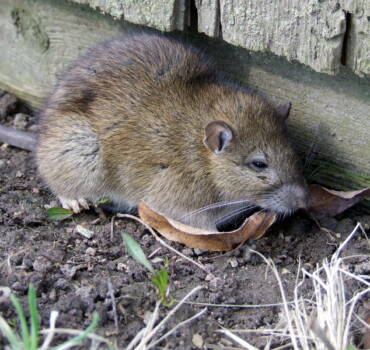 Rat Removal in Frome: Expert Solutions for Rat Infestations