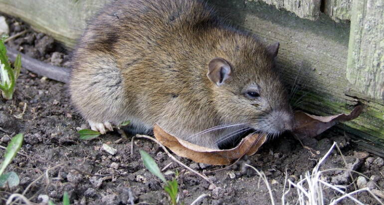 Rat Removal in Frome: Expert Solutions for Rat Infestations