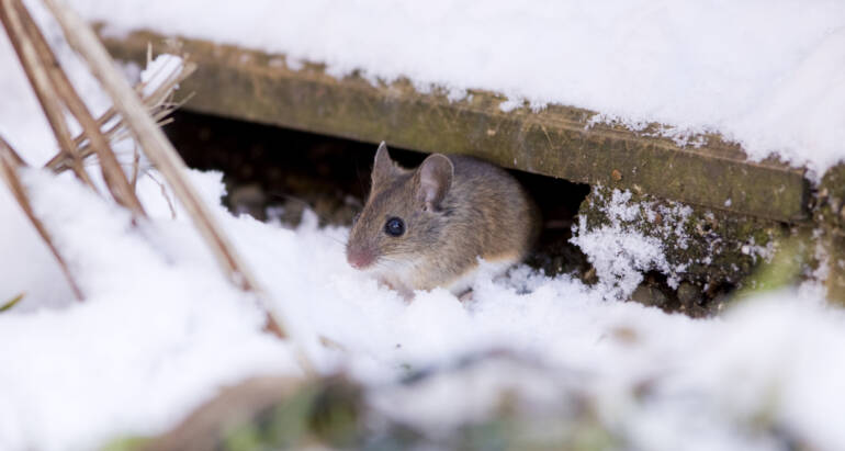 Get Ready for Winter Pests