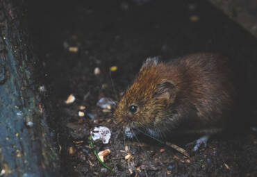 Tips for Identifying a Rodent Infestation