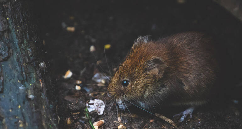 Tips for Identifying a Rodent Infestation