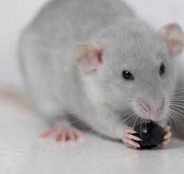 Rat Removal in Devizes: Trusted Solutions for Rodent Control