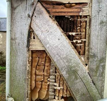 Honey Bee Extractions in Wiltshire