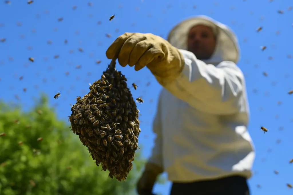Beekeeper holding a swarm of honey bees on their arm