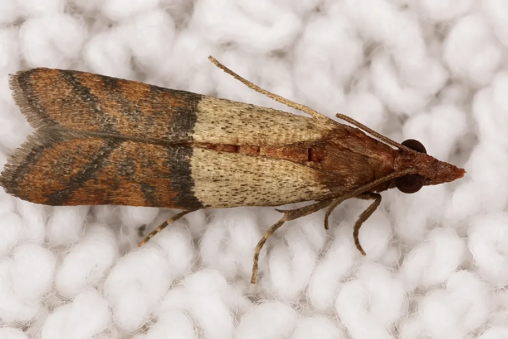 Close-up of a clothes moth resting on white wool