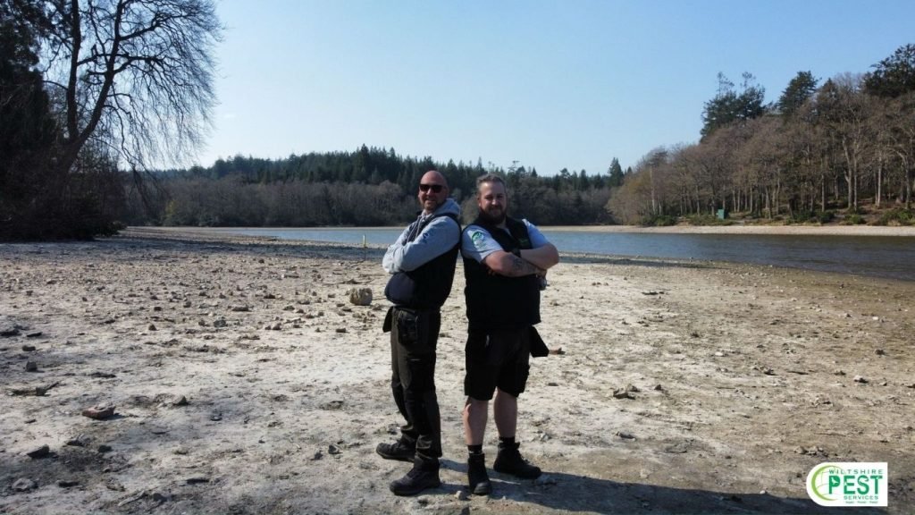 Comparing Bait Vs Traps For Rodent Control