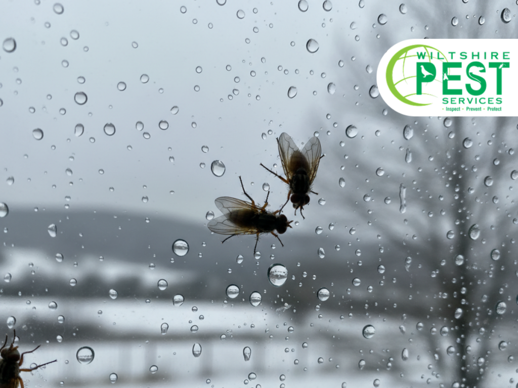 cluster flies on a window pane covered in condensation droplets